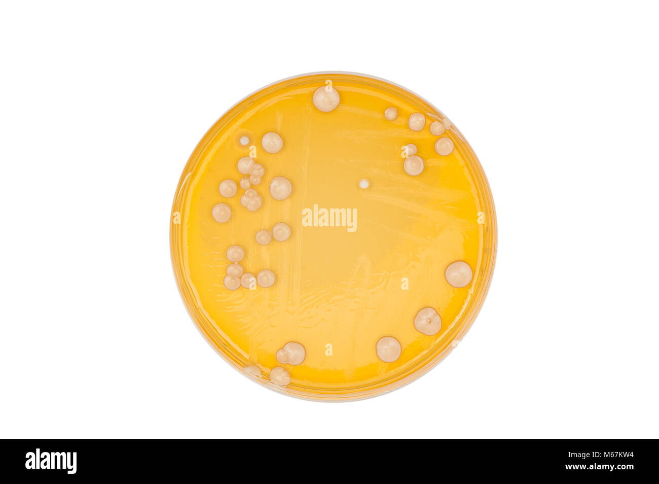 isolated petri dish with yeast colonies Stock Photo