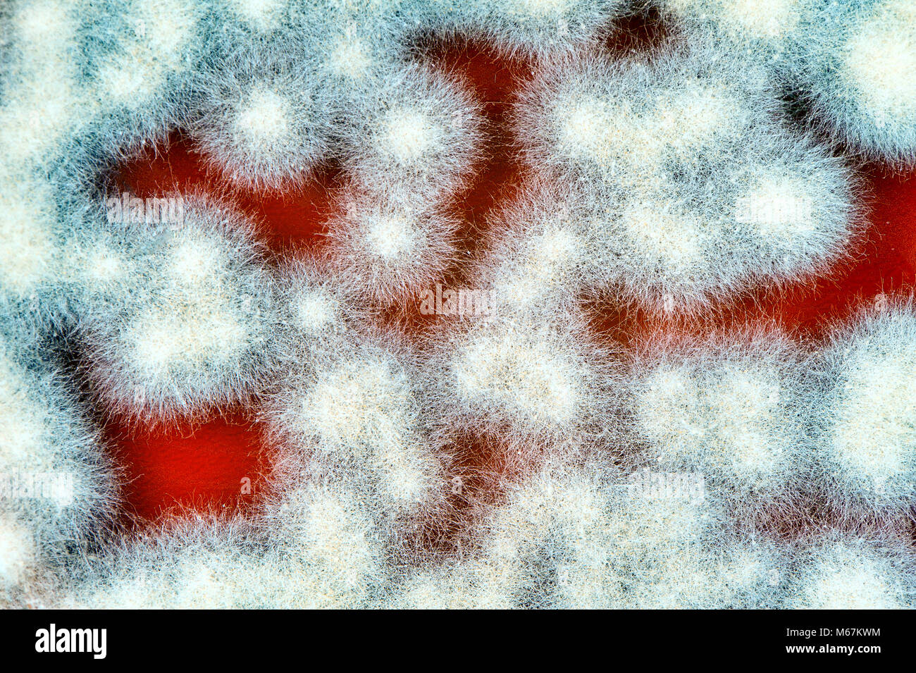 microbiology background made of fungi colonies. Surface of agar petri dish. Stock Photo