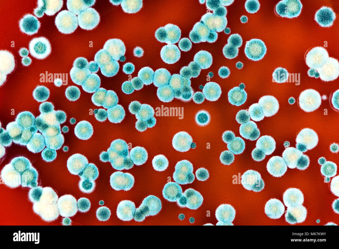 microbiology background made of colorful fungi and mold colonies. Surface of agar petri dish. Stock Photo
