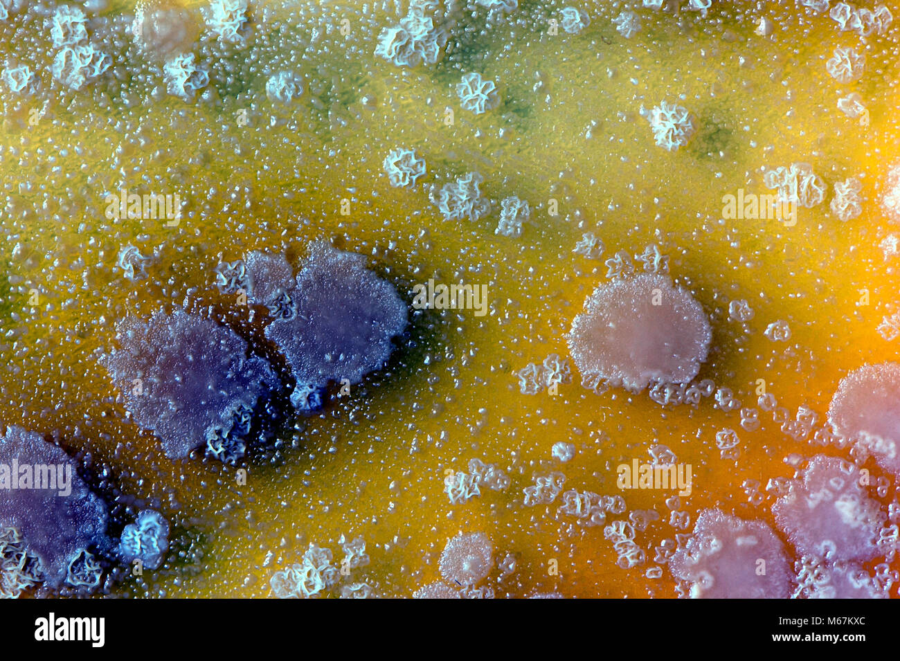 microbiological background made of yeast colonies. Surface of agar petri dish. Stock Photo