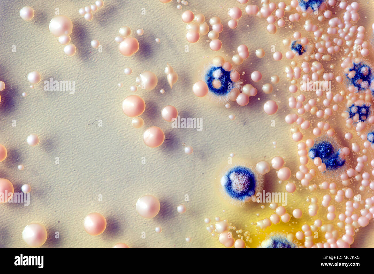 microbiology background made of yeast and mold colonies. Surface of agar petri dish. Stock Photo