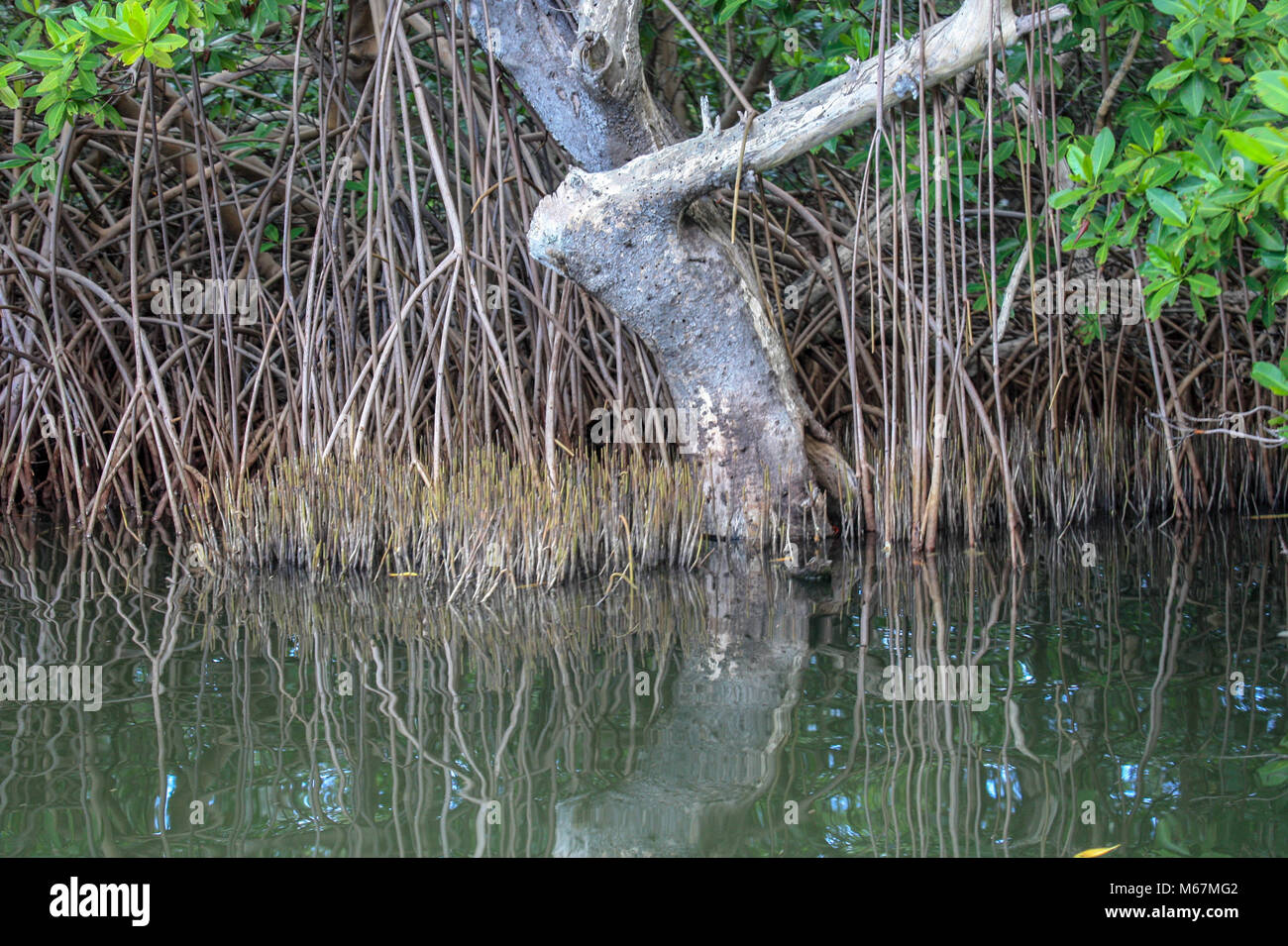 Mangrove swamp in national park Stock Photo