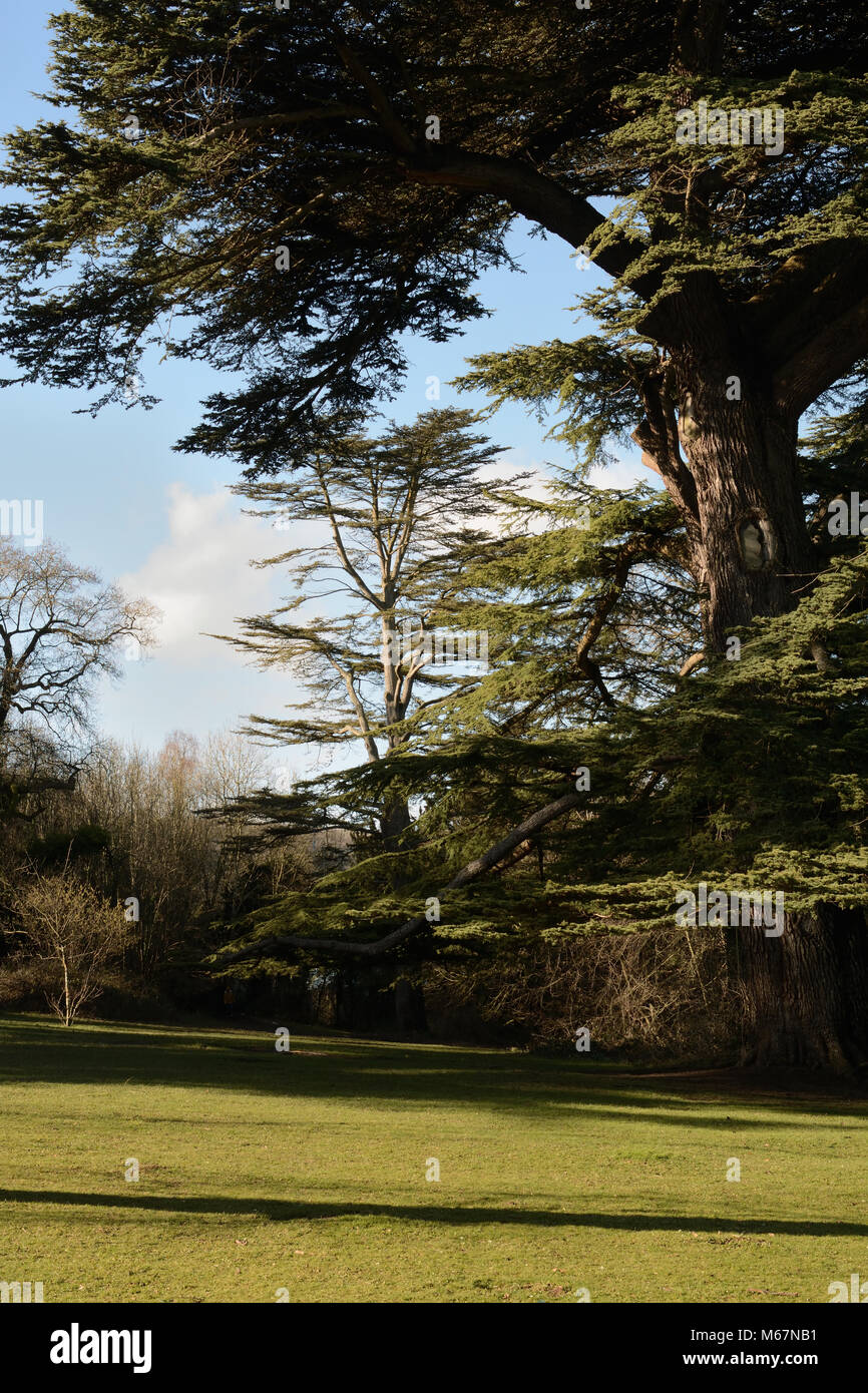 Mature Cedar trees behind Stanmer House, Stanmer Park, Brighton. Stock Photo