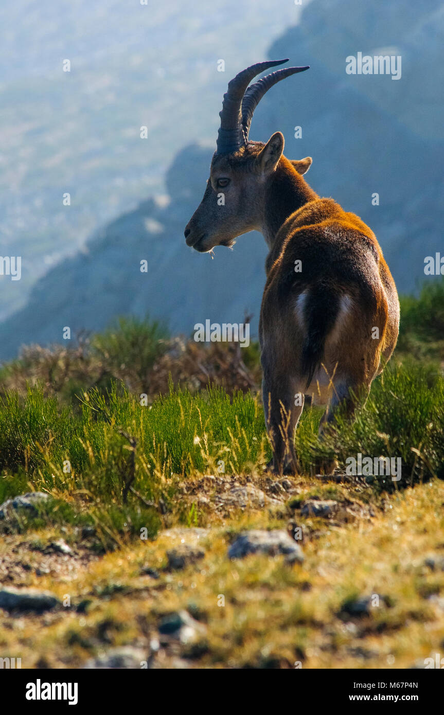 Capra Pyrenaica hispánica, goat, mountain, wild animals, Stock Photo