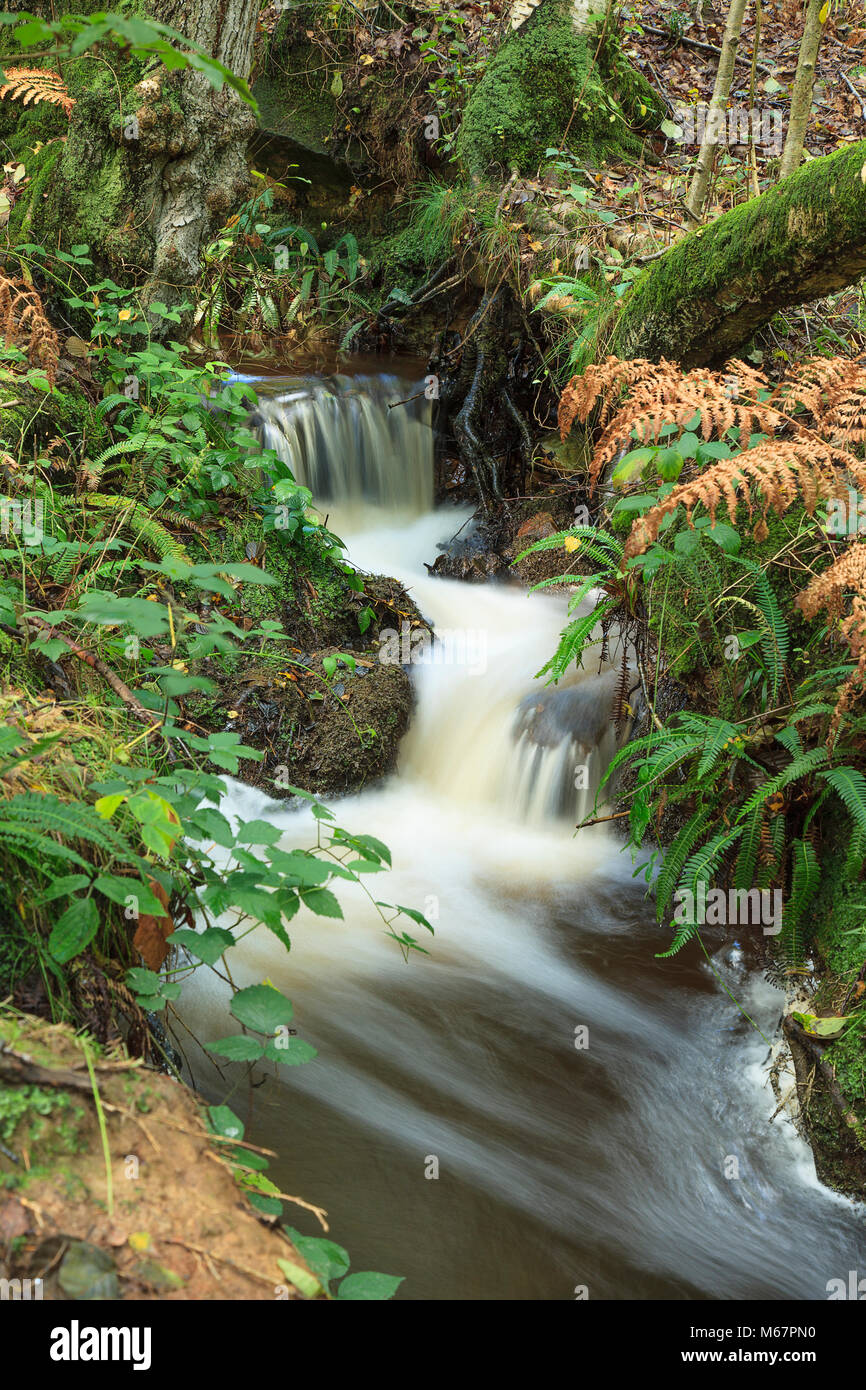 Tabell Ghyll, Ashdown forest Stock Photo