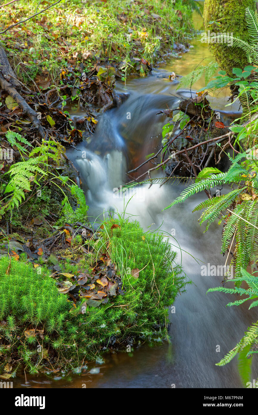 Tabell Ghyll, Ashdown forest Stock Photo