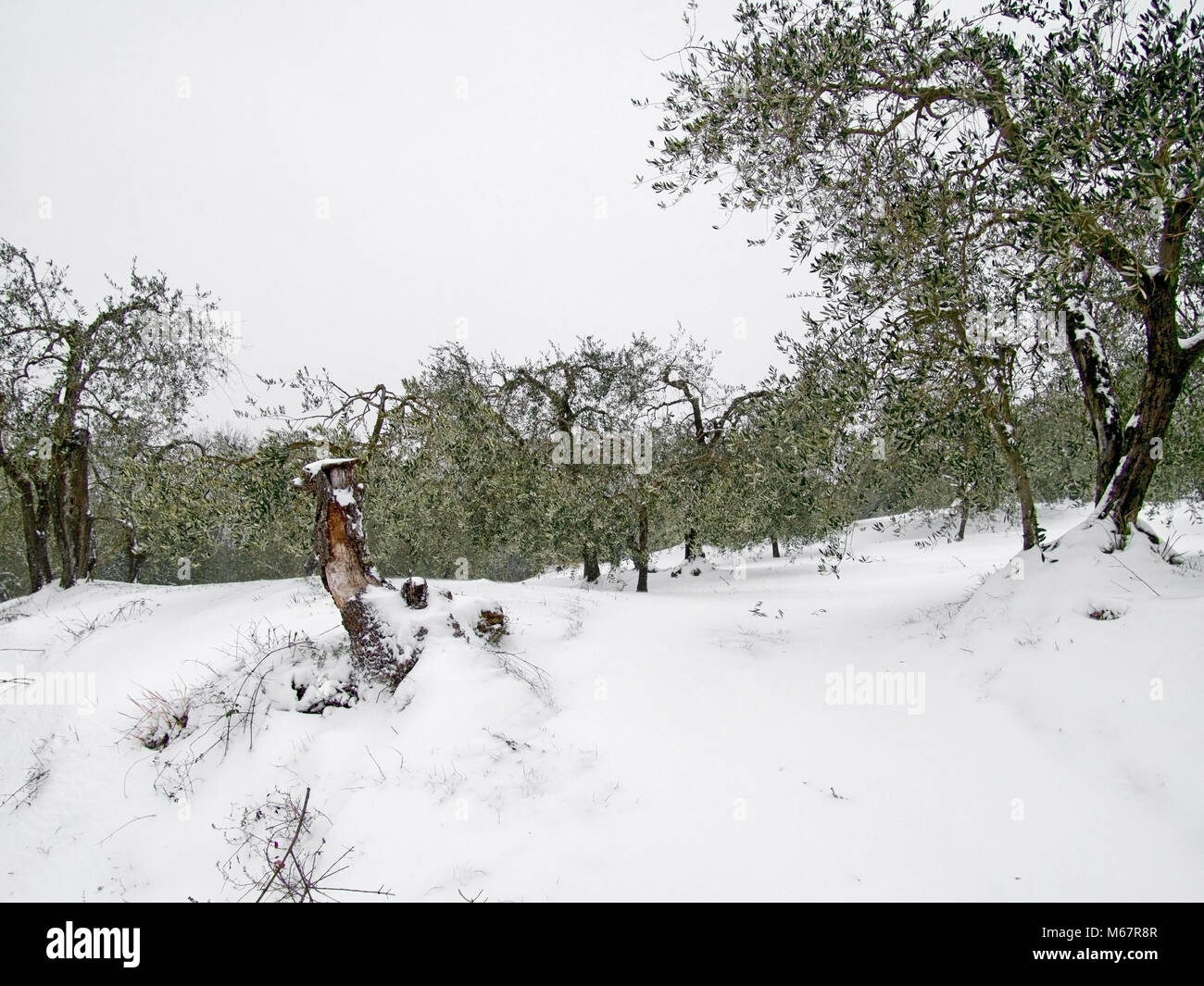 Olive Grove Tuscany Stock Photos & Olive Grove Tuscany Stock Images Alamy