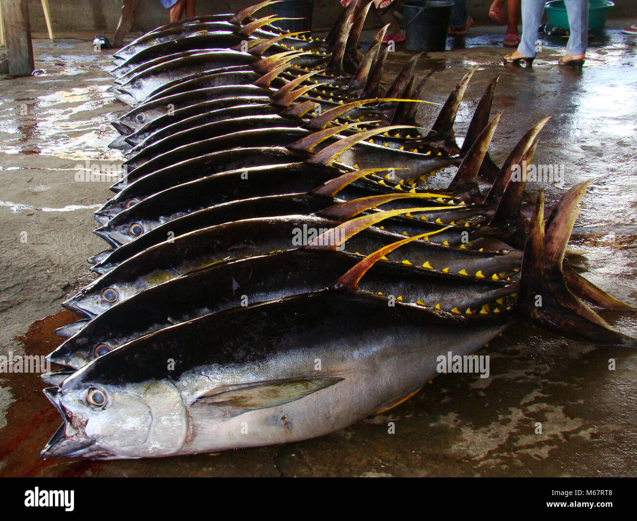 yellowfin tuna Thunnus albacares freshly landed by the artisanal fishermen in Mindoro, Philippines Stock Photo