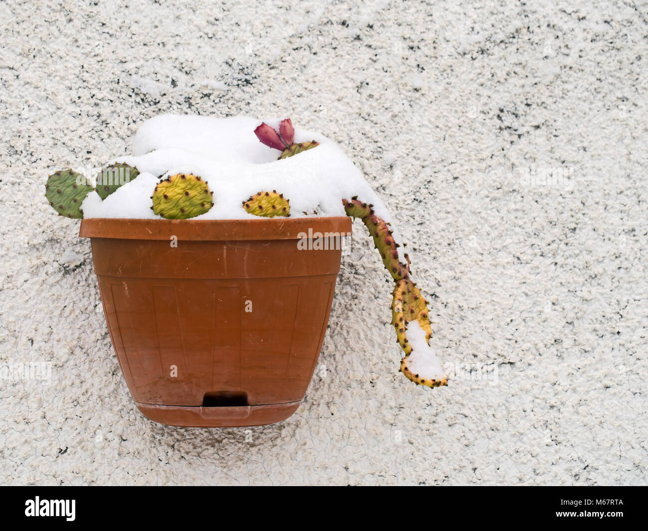 Unsusual climate.Opuntia ficus-indica covered in snow, north Tuscany, Italy, March 2018. Stock Photo