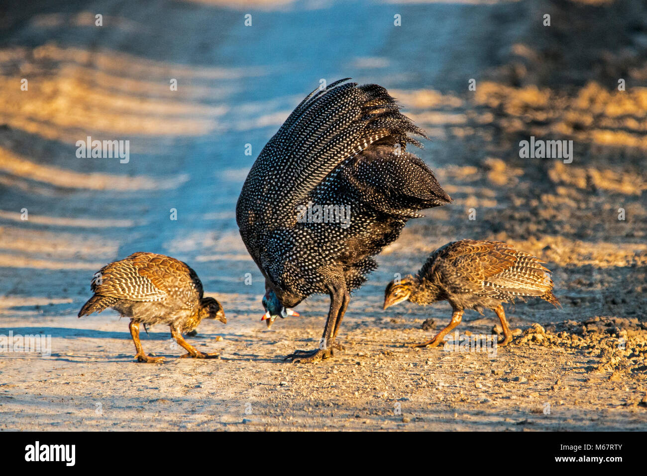 Female Guinea fowl and two chicks feeding on dirt road in rural South Africa Stock Photo