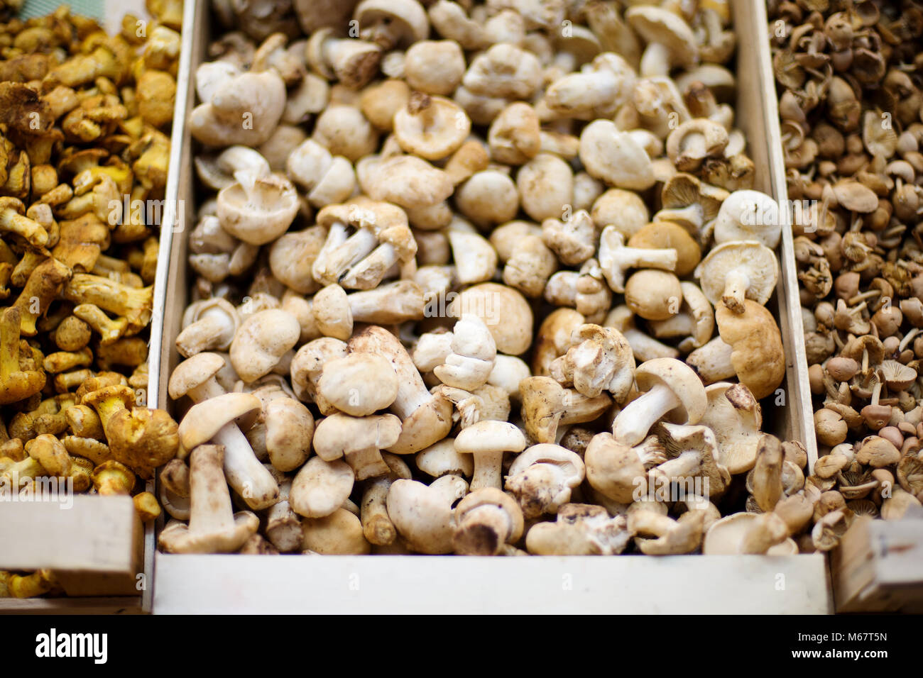 Dried mushrooms - natural vegetarian healthy food Stock Photo