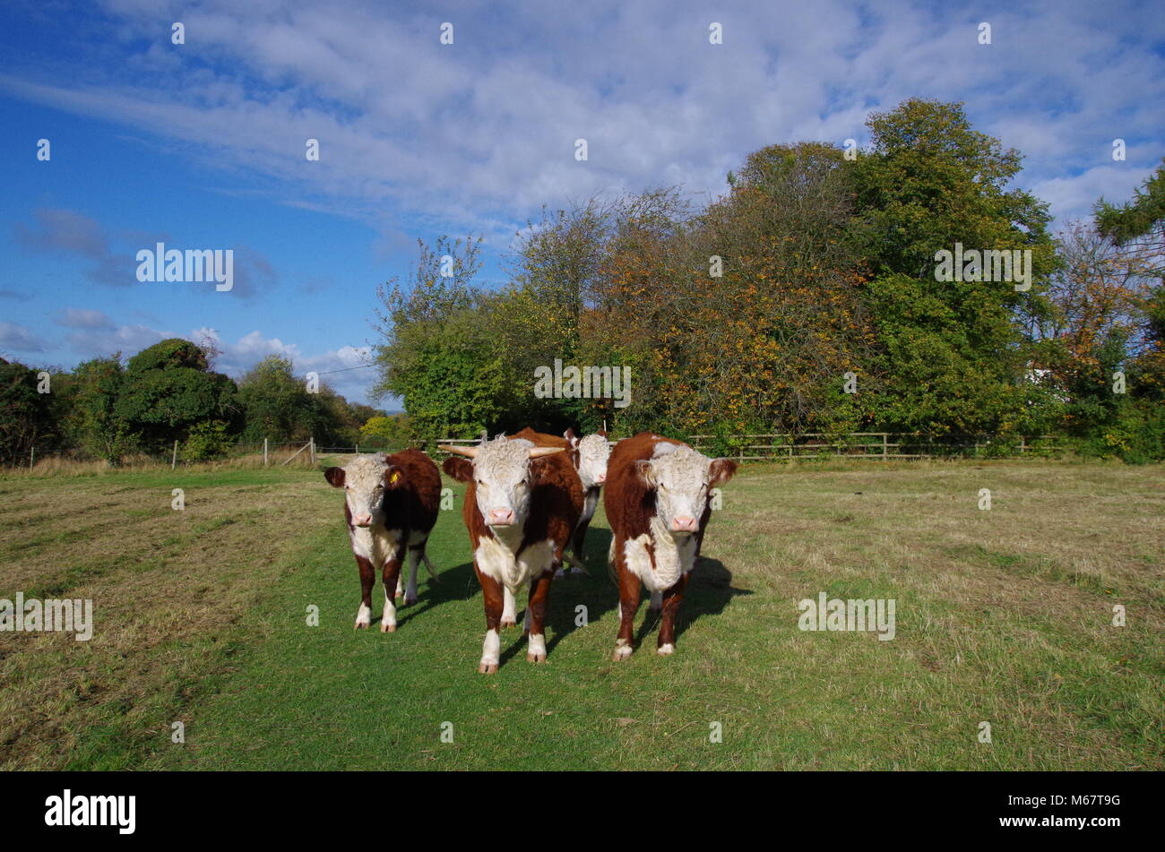 Cows. Princes Risborough. England. UK Stock Photo