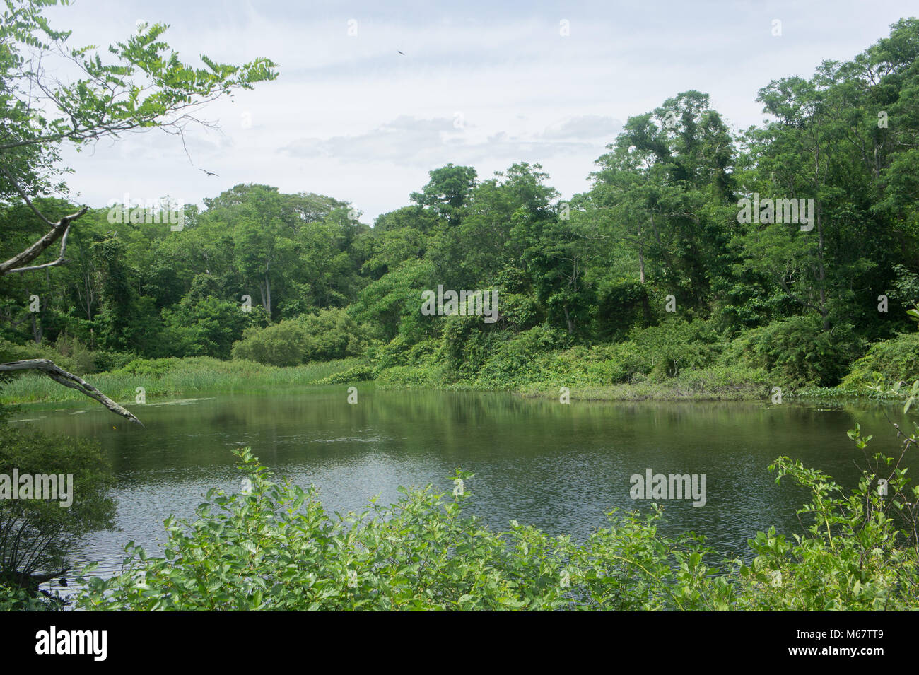 Mashpee River in the summer, cape cod, Massachusetts. Part of the river flows through parks that are kept up by the Trustees of reservations. Stock Photo
