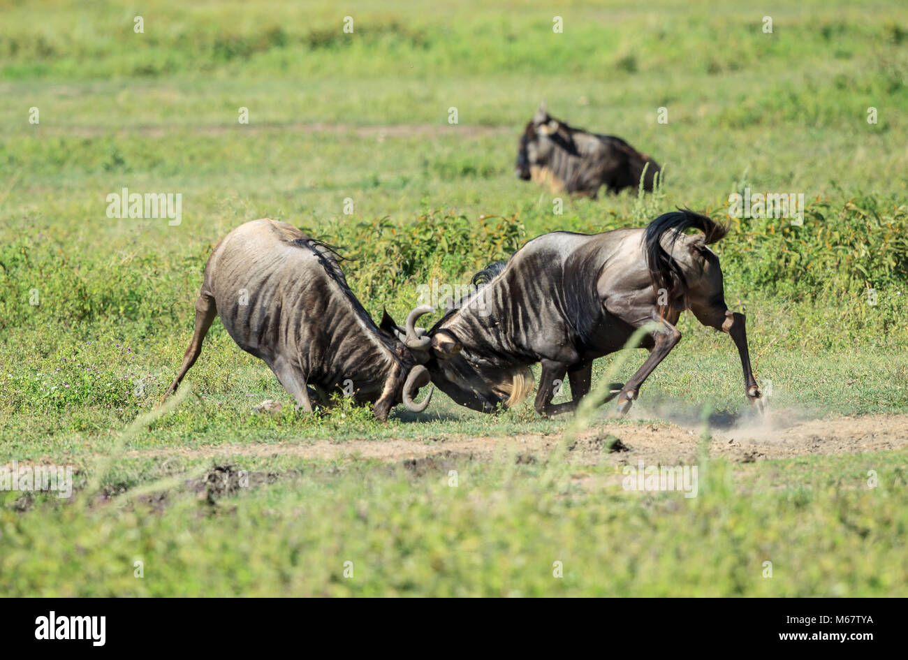 The wildebeests, also called gnus, are a genus of antelopes, scientific