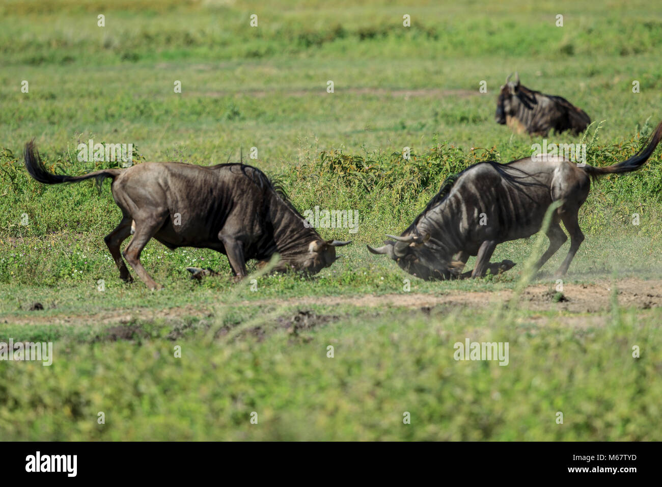 The wildebeests, also called gnus, are a genus of antelopes, scientific