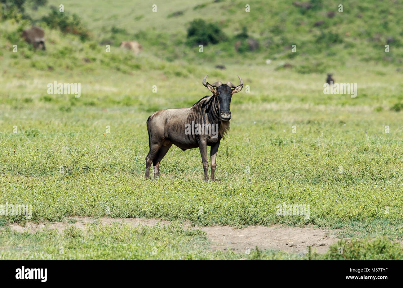 The wildebeests, also called gnus, are a genus of antelopes, scientific
