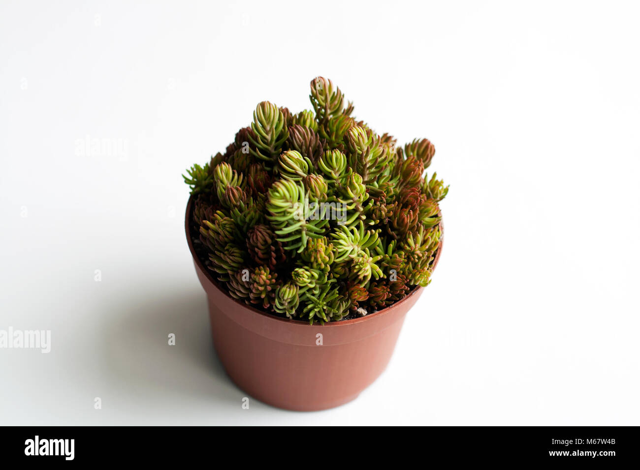 Sedum succulent sprouts potted in warm colors composition isolated on white background Stock Photo