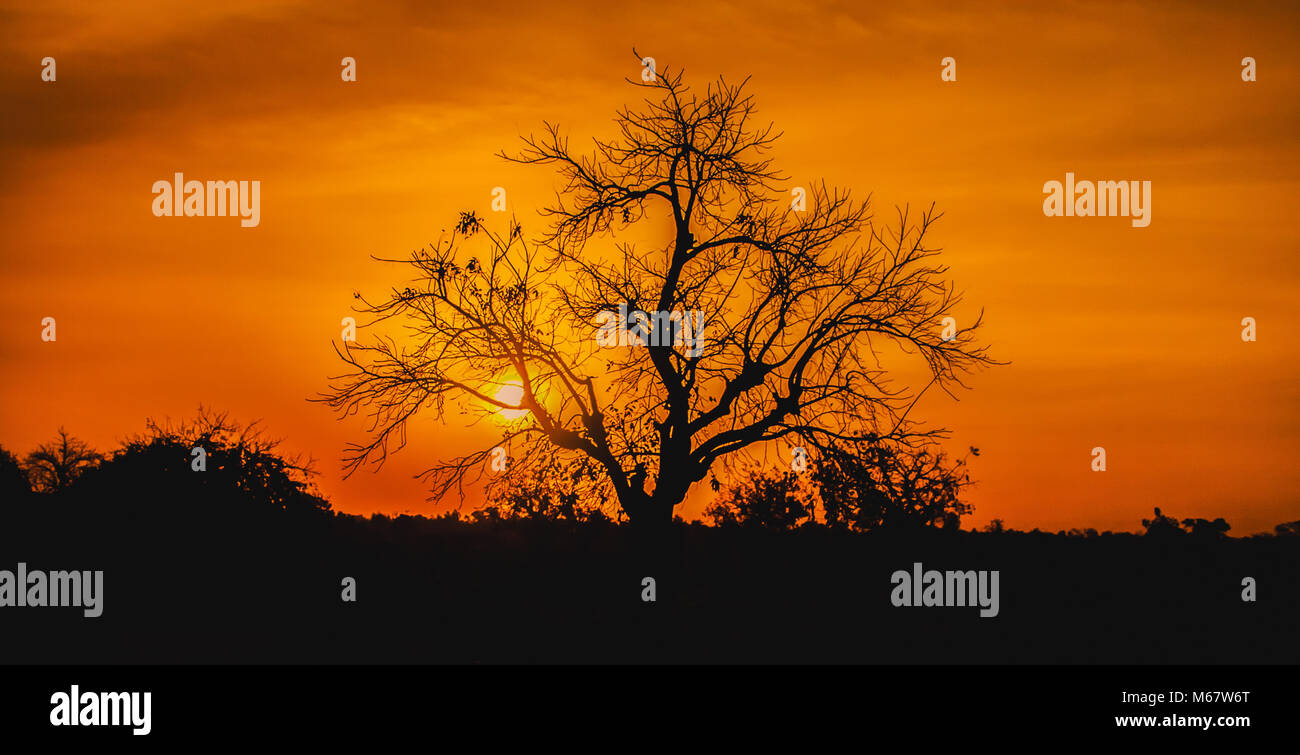 Beautiful and dramatic sunset in africa with vibrant orange sky and a ...