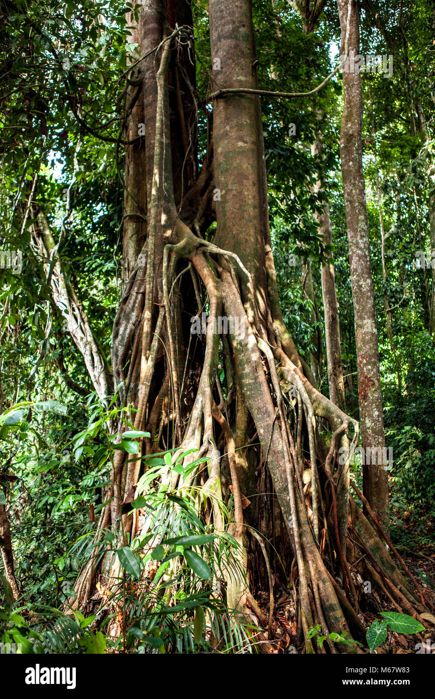 dense-rainforest-sepilok-canopy-hi-res-stock-photography-and-images-alamy