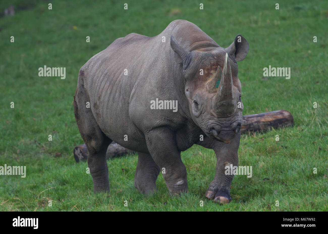 photo of a beautiful majestic Black Rhino Stock Photo