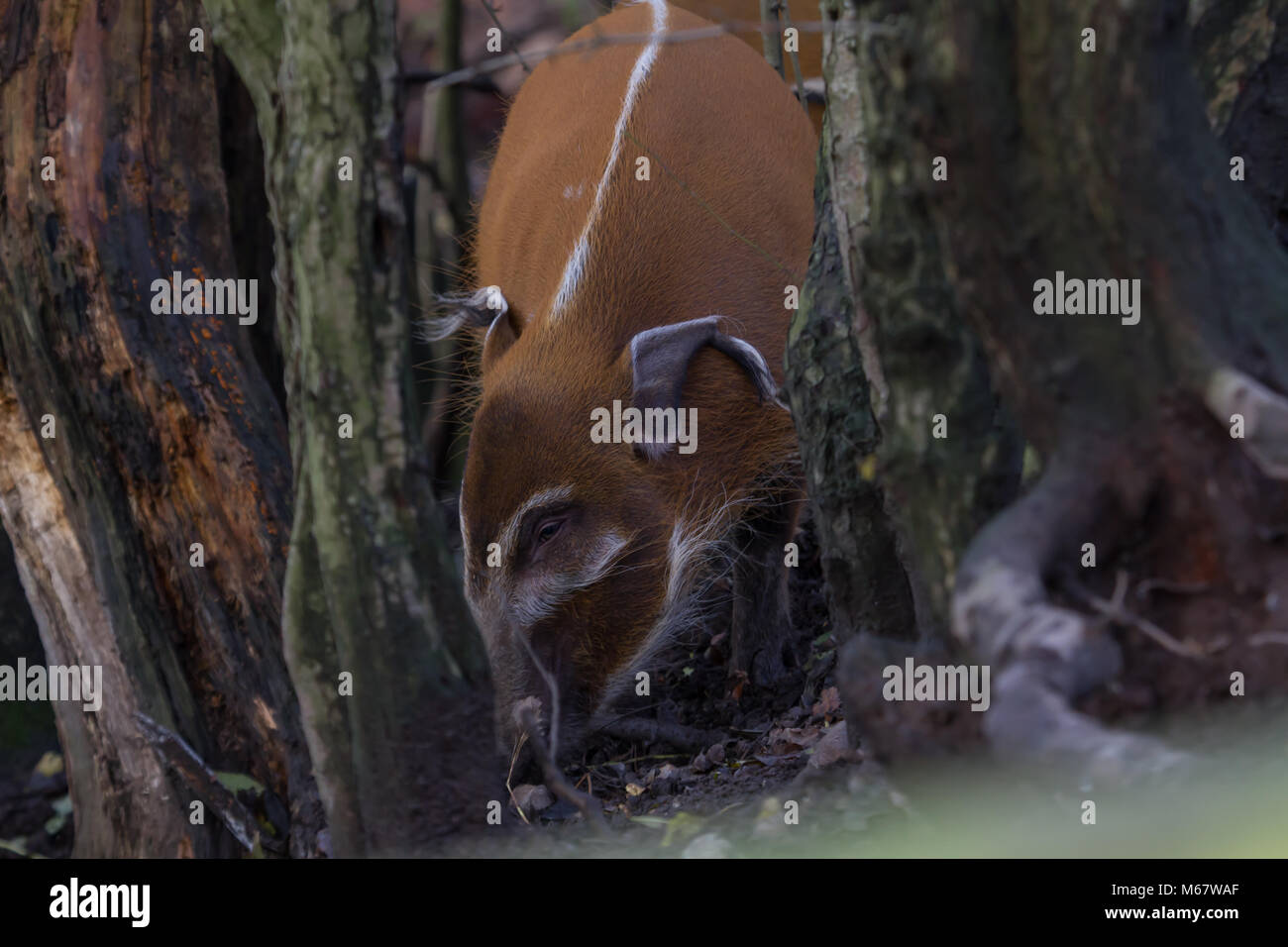 photo of Red River Hog feeding in the woods Stock Photo