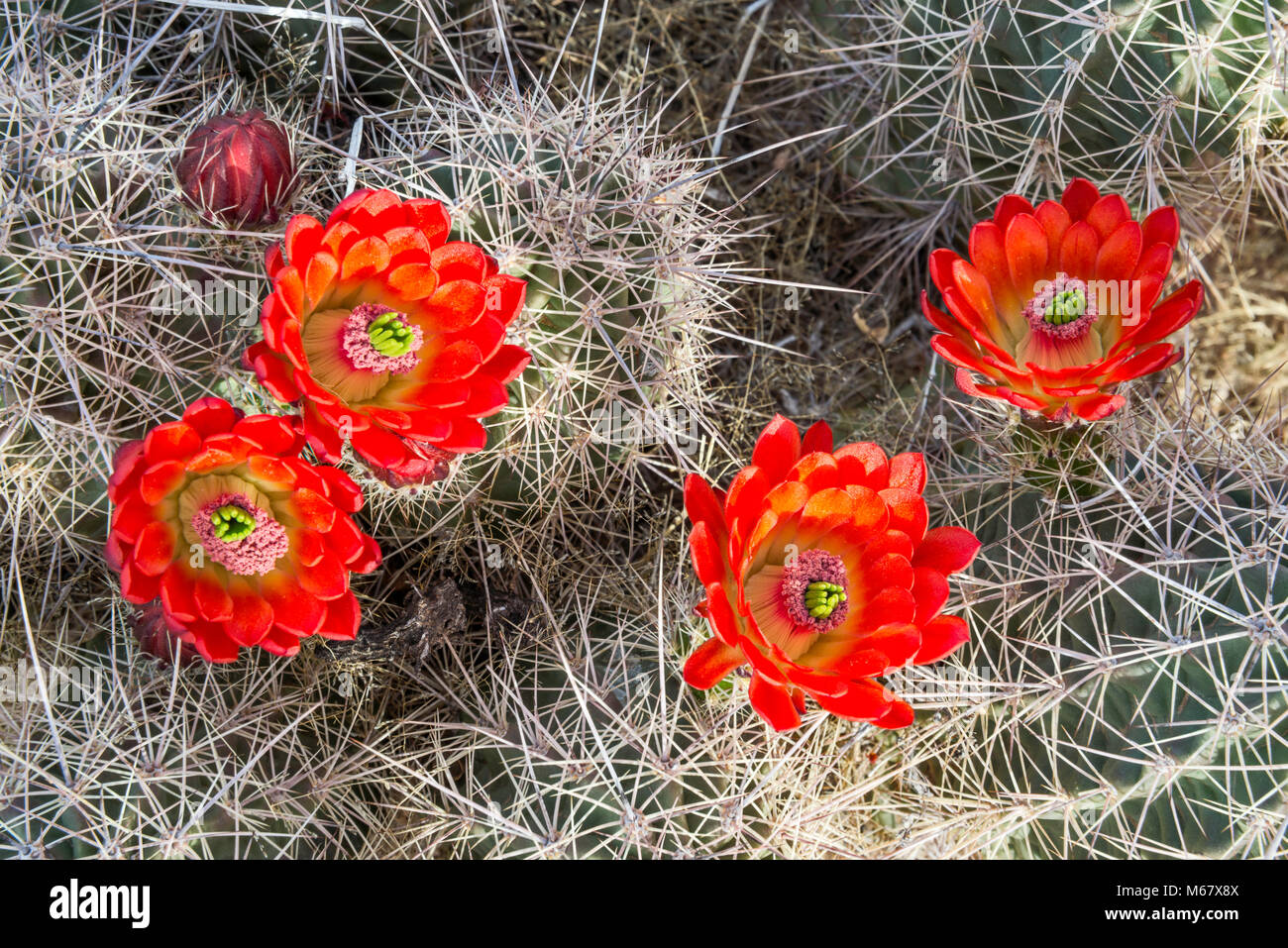 Claret Cup Cactus (Echinocereus triglochidiatus) in bloom, Hueco Tanks State Park and Historic Site, Chihuahuan Desert, near El Paso, Texas, USA Stock Photo