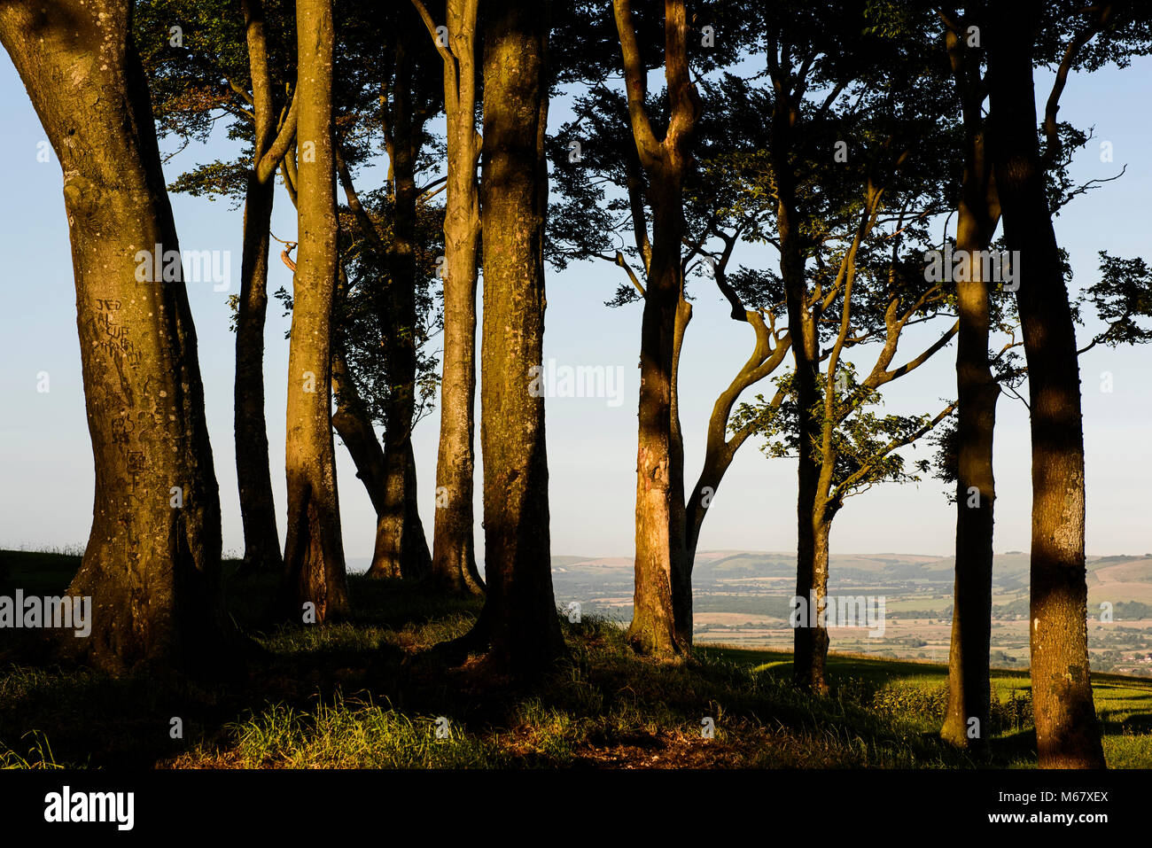 Beech treees on Chanctonbury Ring on the South Downs at twilight on a summer day. Stock Photo