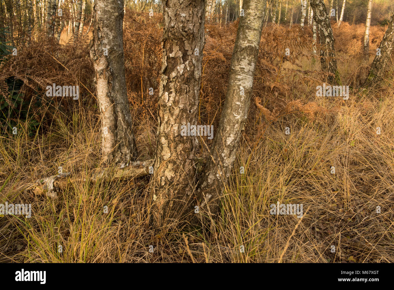 Woodland on Iping and Stedham Common in West Sussex Stock Photo