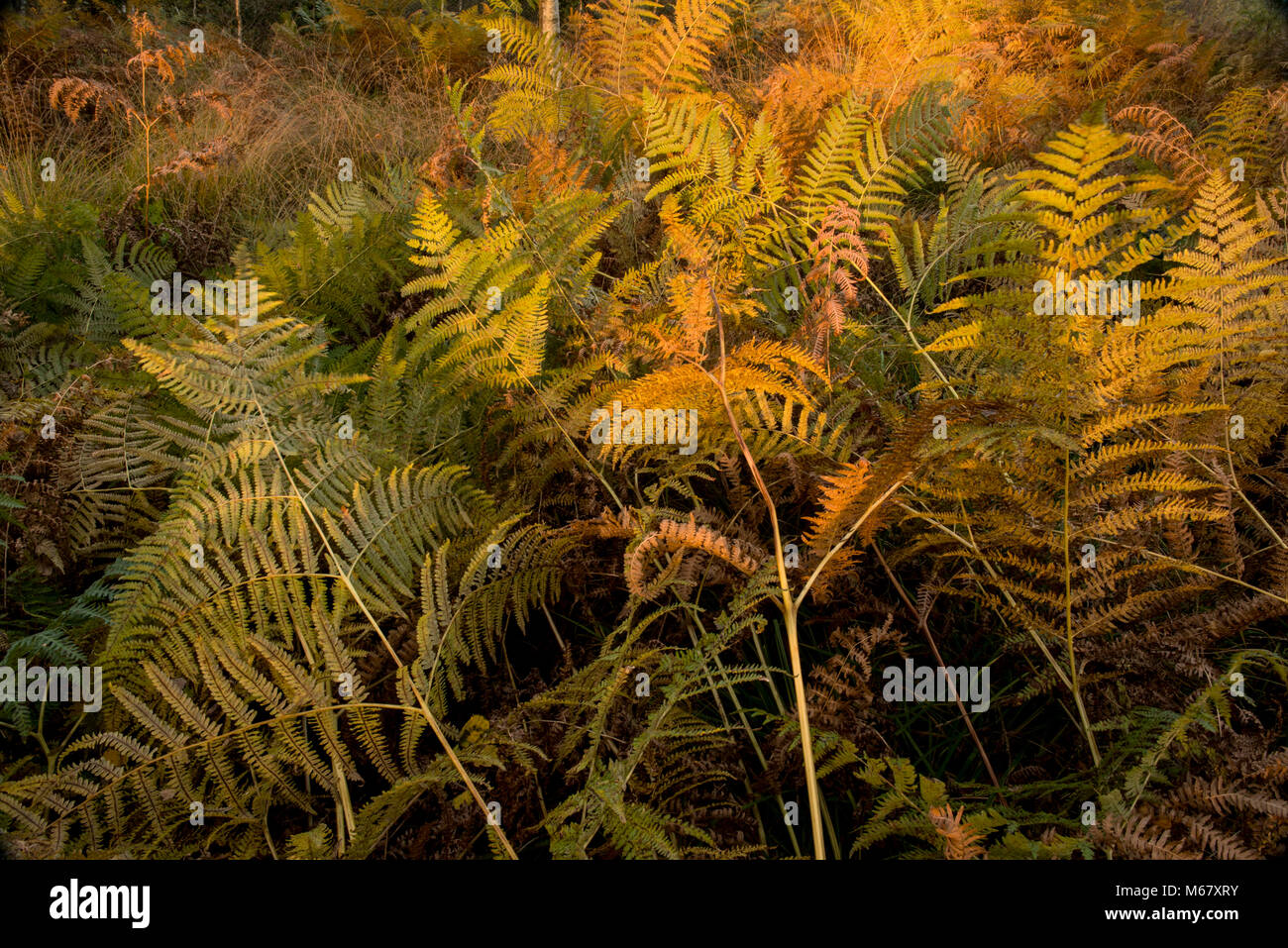 Ferns in autumn sunlight  on Iping and Stedham Common in West Sussex. Stock Photo