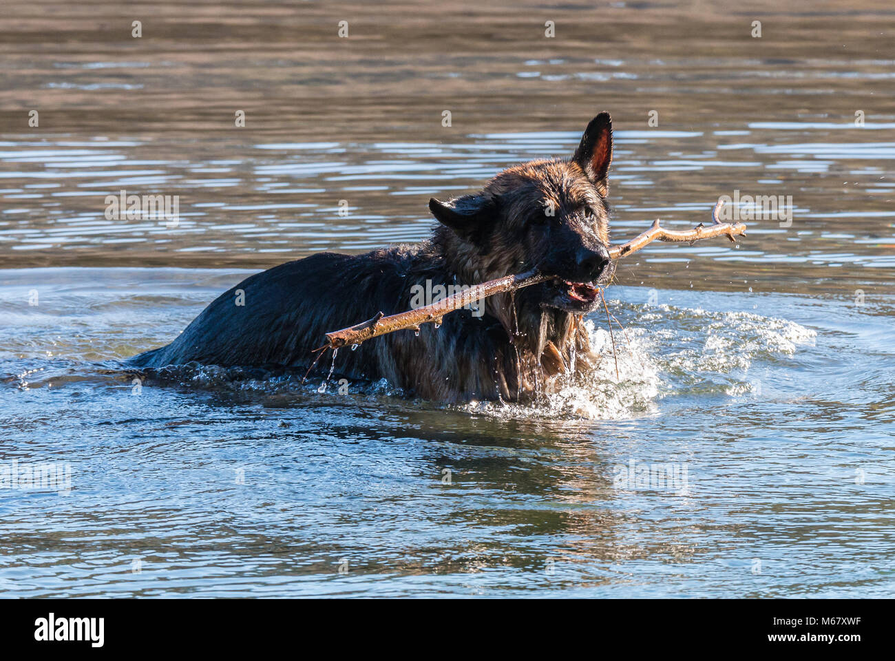 my dear friend Odin, a spectacular German shepherd dog, enjoying the beach in winter, with bath in the sea The German shepherd or German shepherd (in Stock Photo