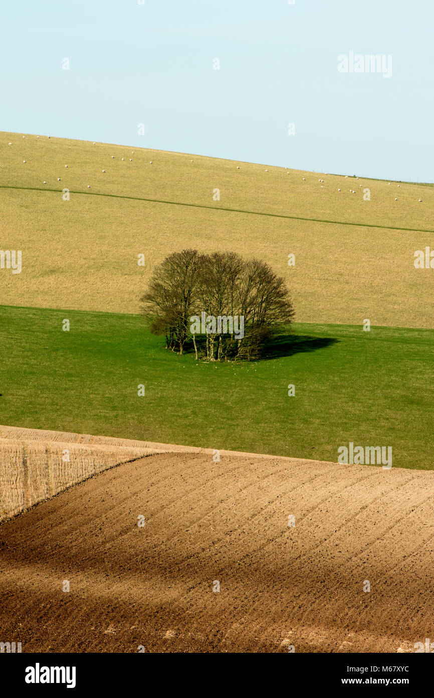 Recently ploughed fields and clump of trees in Sussex downland near Stanmer, East Sussex. Stock Photo