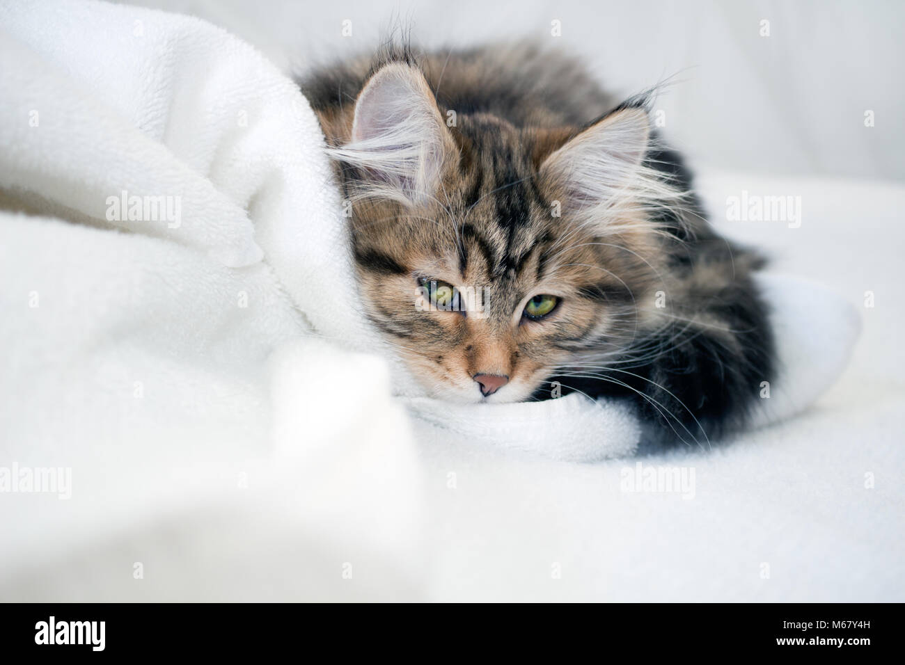 Cute Hypoallergenic Cats