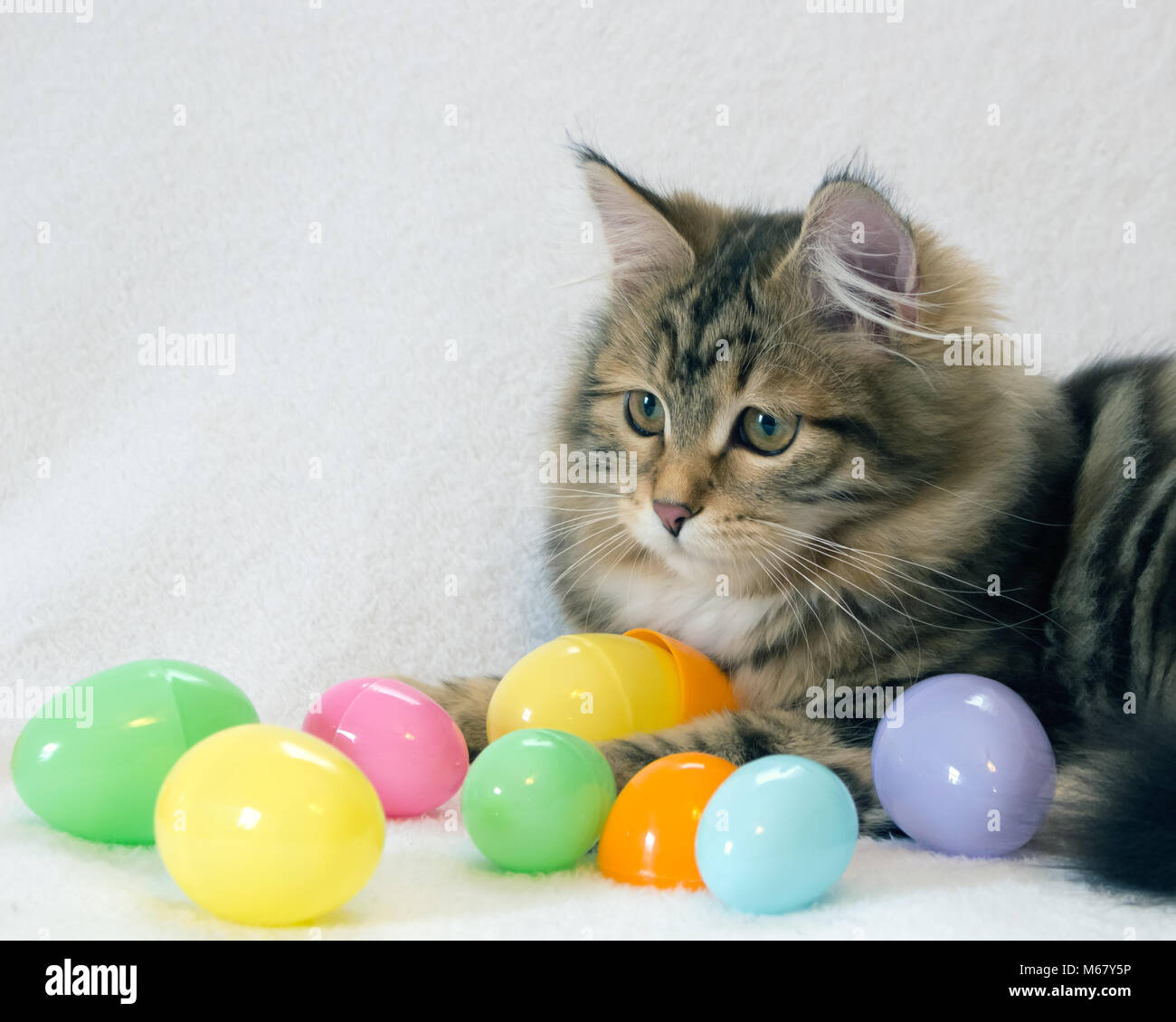 Cute brown and black tabby kitten with colorful Easter eggs on a white background. Concepts of Easter, pets, spring. Fluffy Siberian Forest Cat Stock Photo