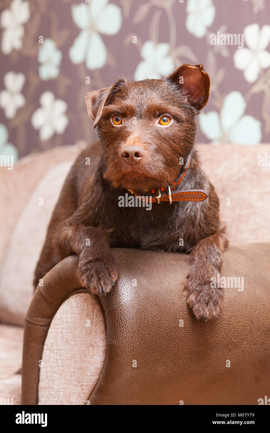 A 2 year old Chocolate Brown Patterdale Terrier Dog on a sofa in a house in the UK. 2018. Stock Photo