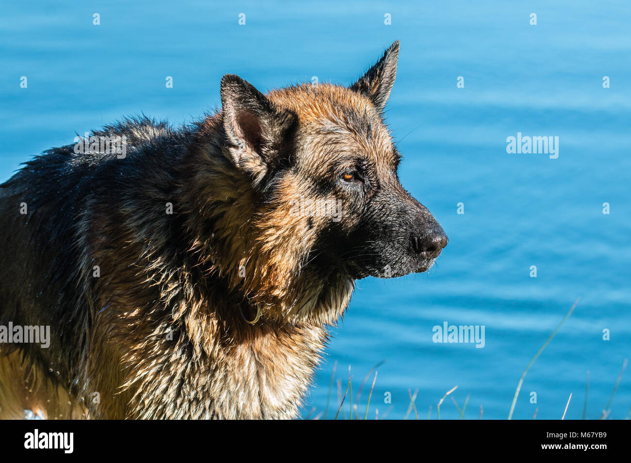 my dear friend Odin, a spectacular German shepherd dog, enjoying the beach in winter, with bath in the sea The German shepherd or German shepherd (in Stock Photo