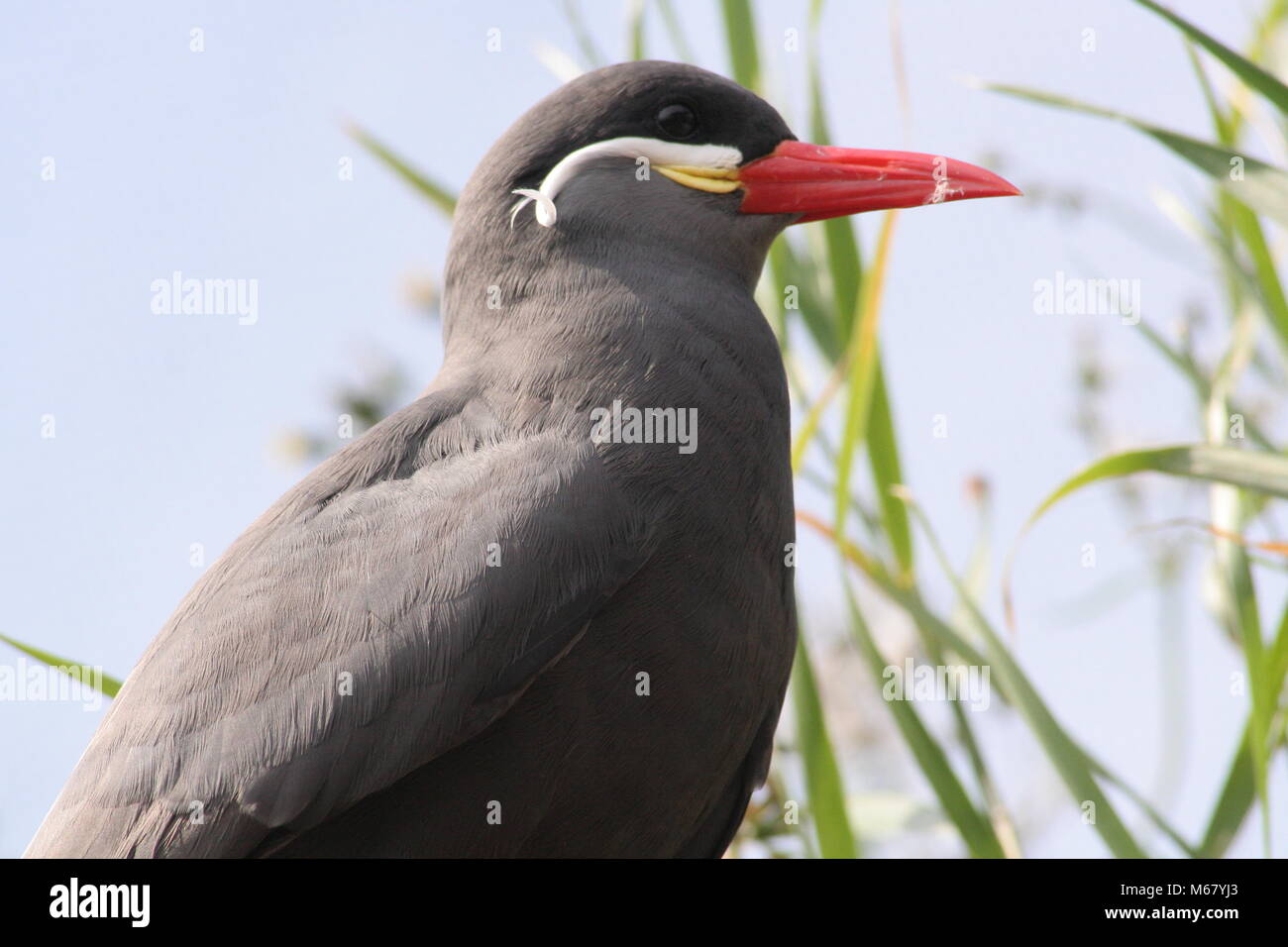 The Inca tern has grey plumage with a red and feet, incredible white mustashes Stock Photo - Alamy
