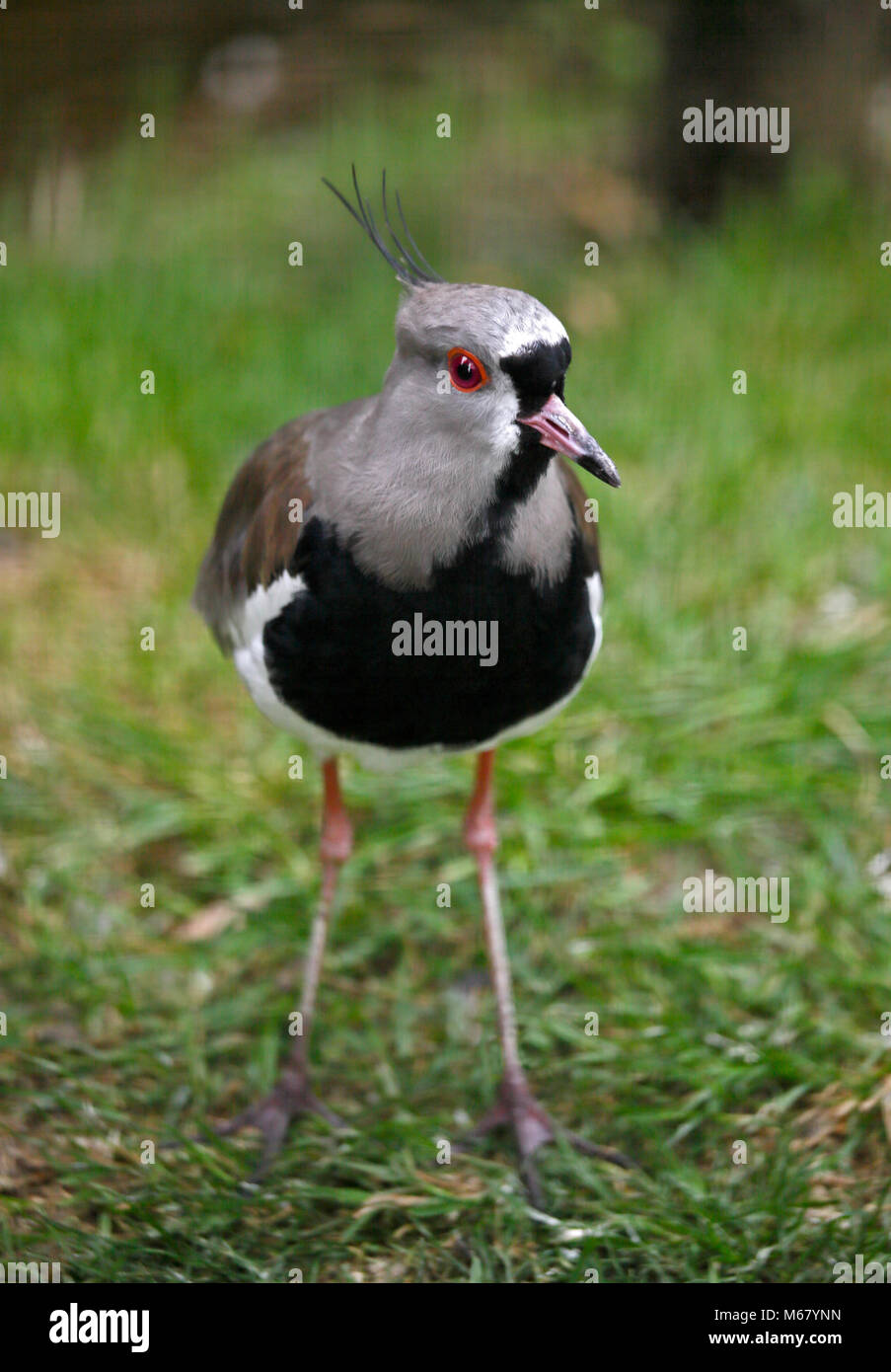 Southern Lapwing (vanellus chilensis) Stock Photo