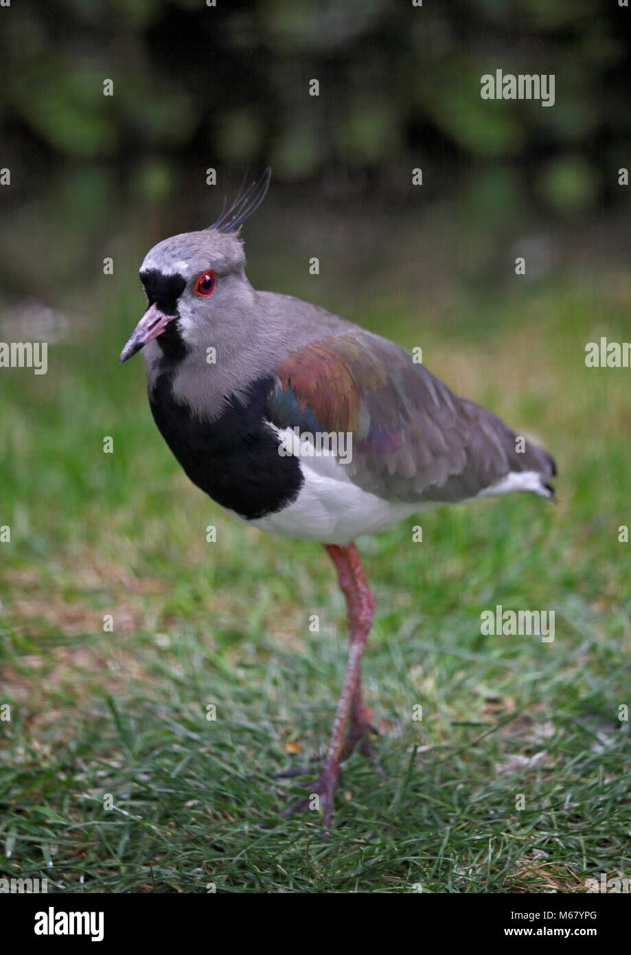 Southern Lapwing (vanellus chilensis) Stock Photo