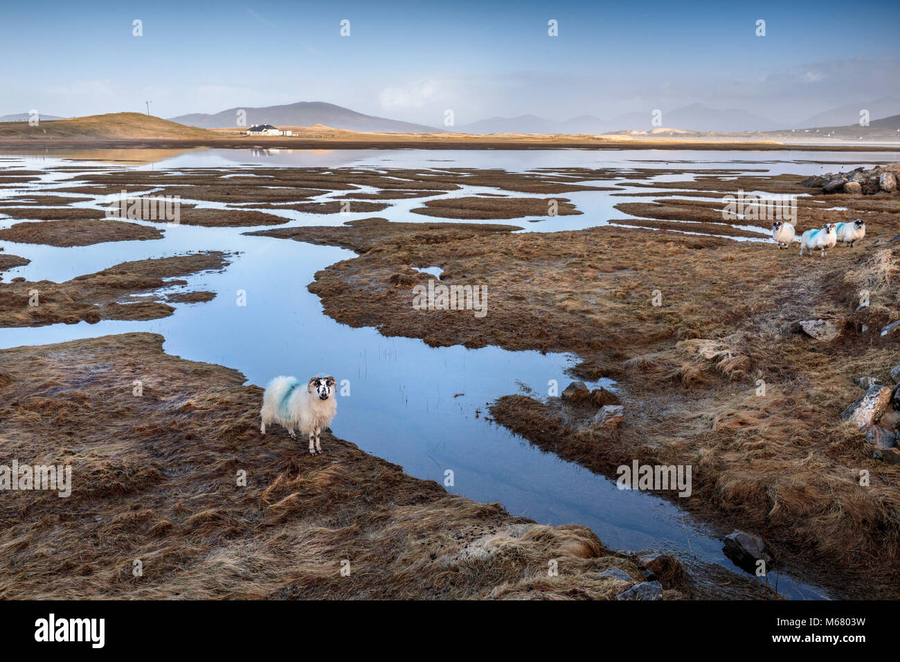 A sheep watching the photographer at Seilebost saltings towards Luskentyre, Isle of Harris, Western Isles, Scotland Stock Photo