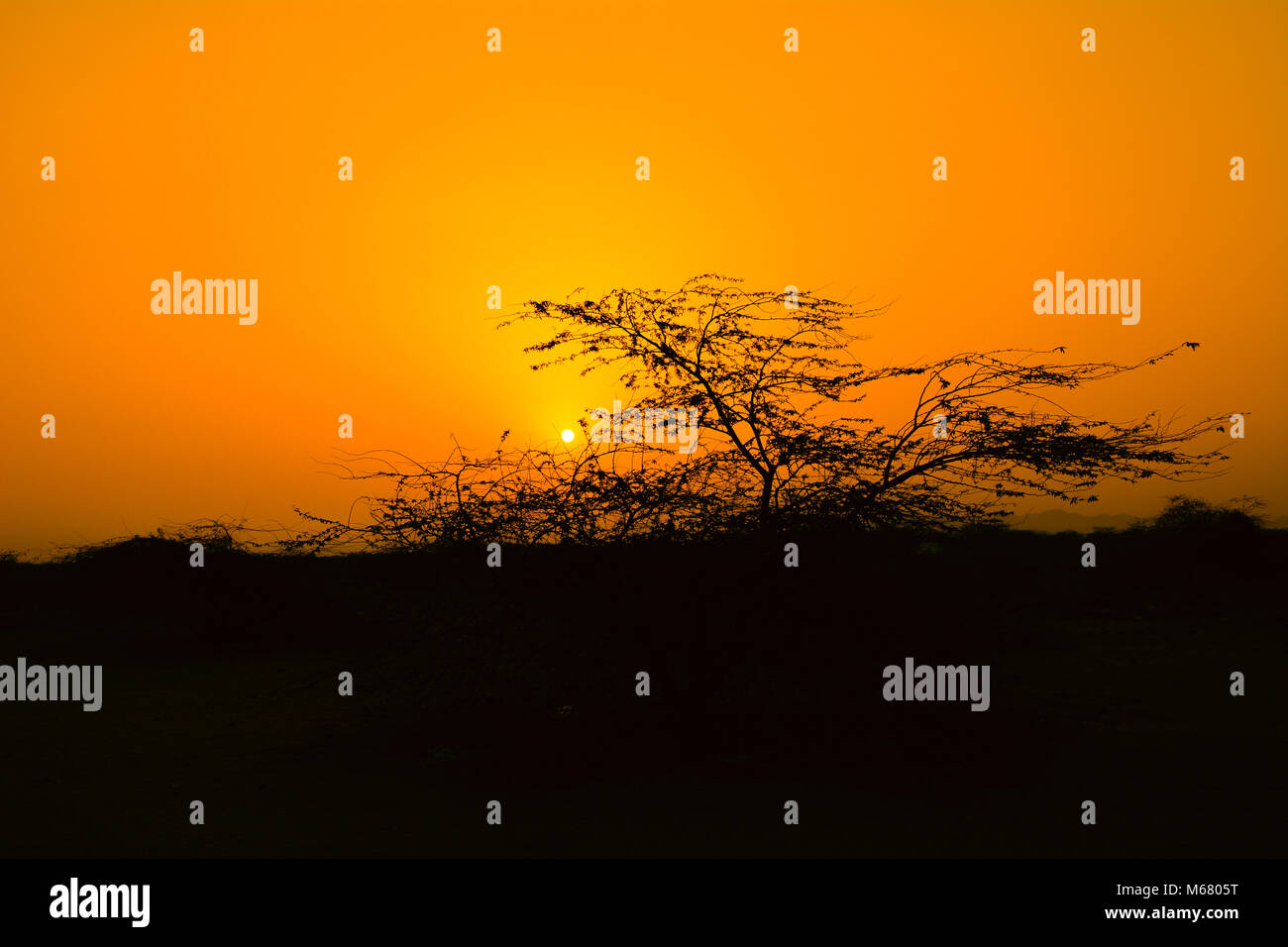Sunrises with silhouette tree Stock Photo