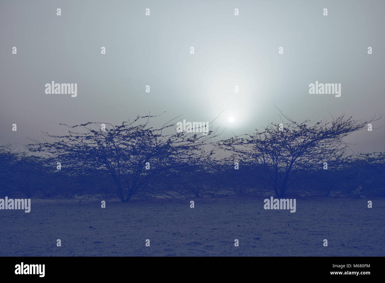 sunrises in desert with tree silhouette Stock Photo