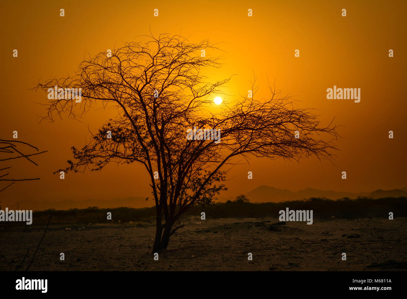 Sunset and silhouette tree Stock Photo
