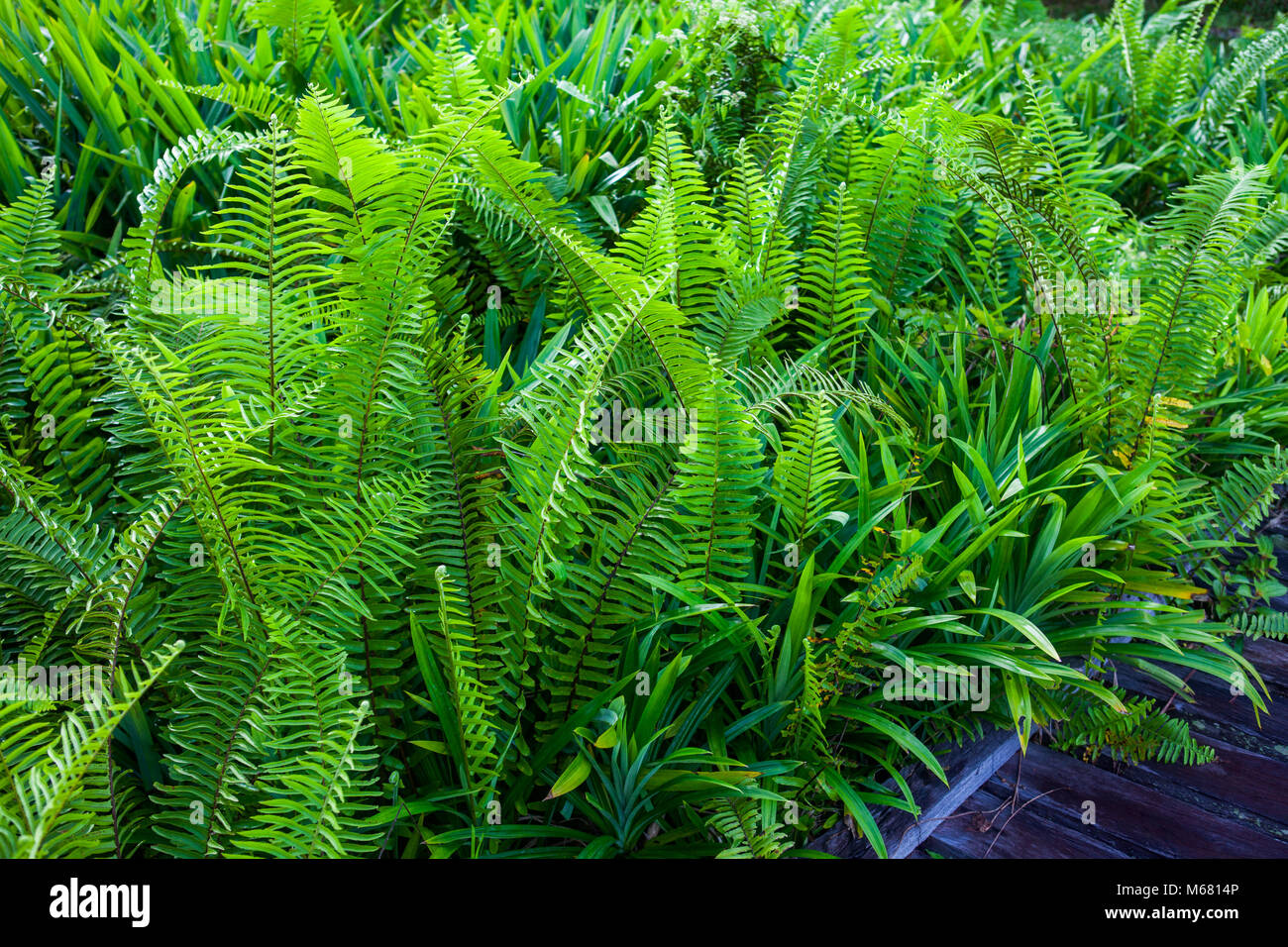 Beautyful green ferns leaves Stock Photo