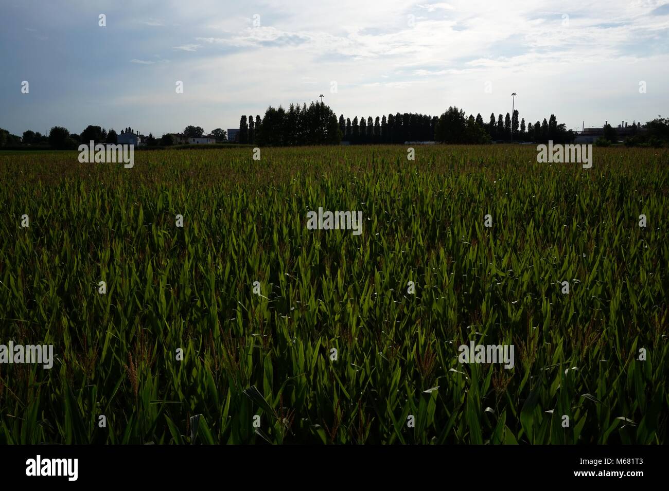 Corn field field hi-res stock photography and images - Alamy