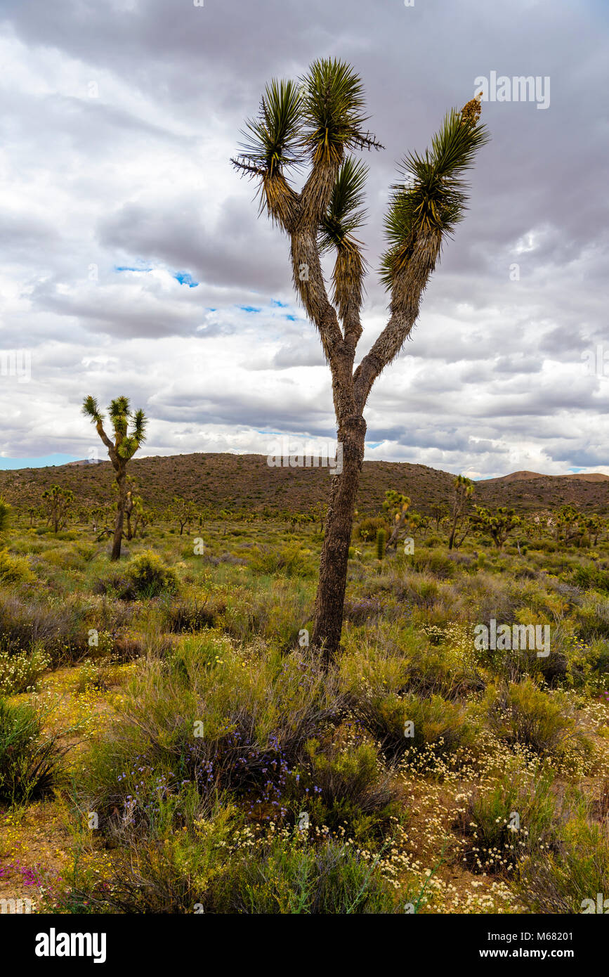 Inspiration Peak, Joshua Tree National Park, Mojave Desert, California