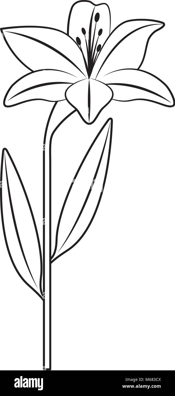 flower lily natural leaves plant decoration vector illustration outline  desing Stock Vector Image & Art - Alamy