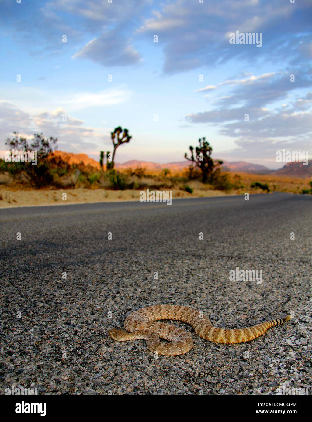Rattlesnake crossing the road Stock Photo Alamy