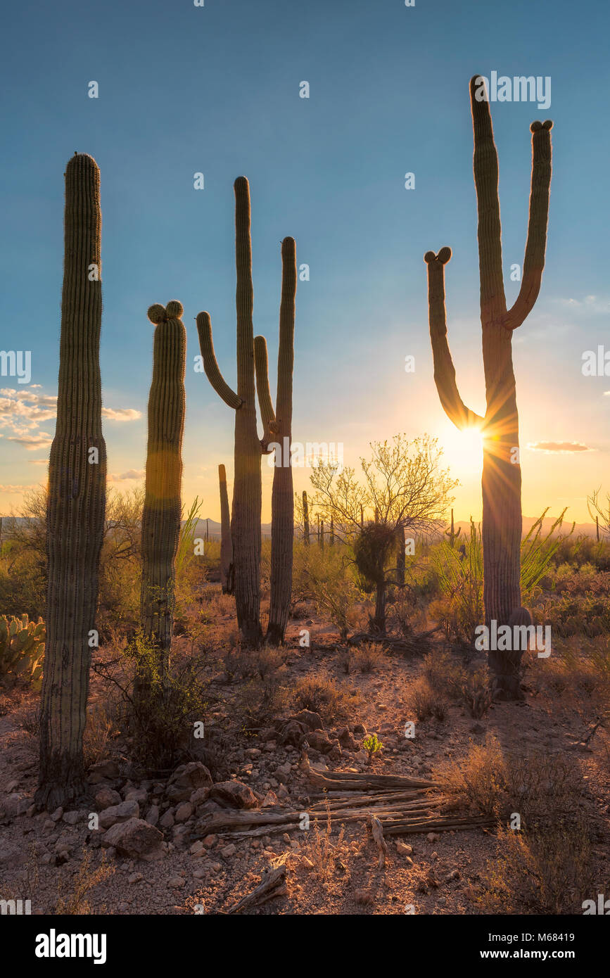 Saguaros at Sunset in Sonoran Desert near Phoenix Stock Photo - Alamy