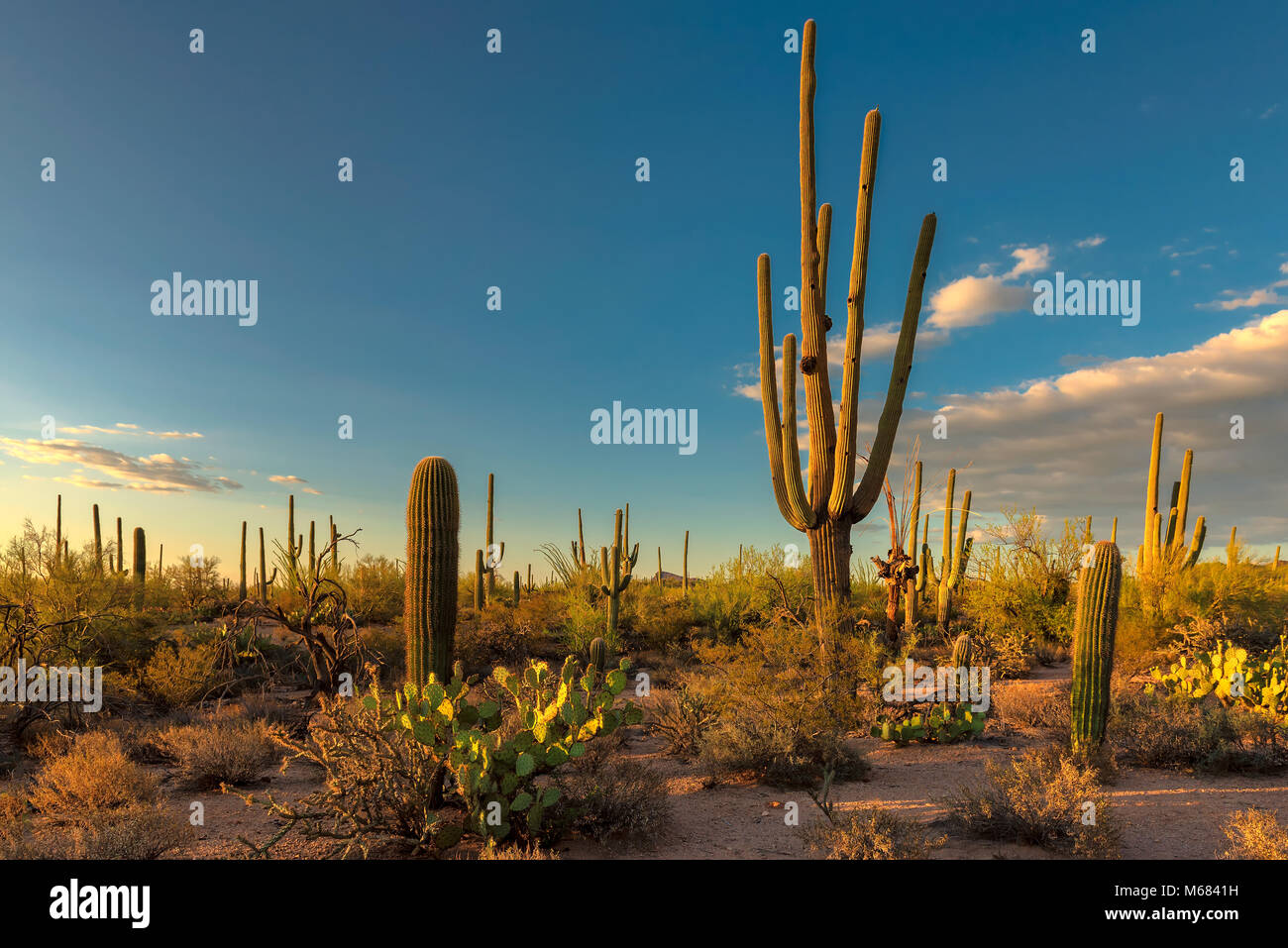 Saguaros at Sunset in Sonoran Desert near Phoenix Stock Photo - Alamy