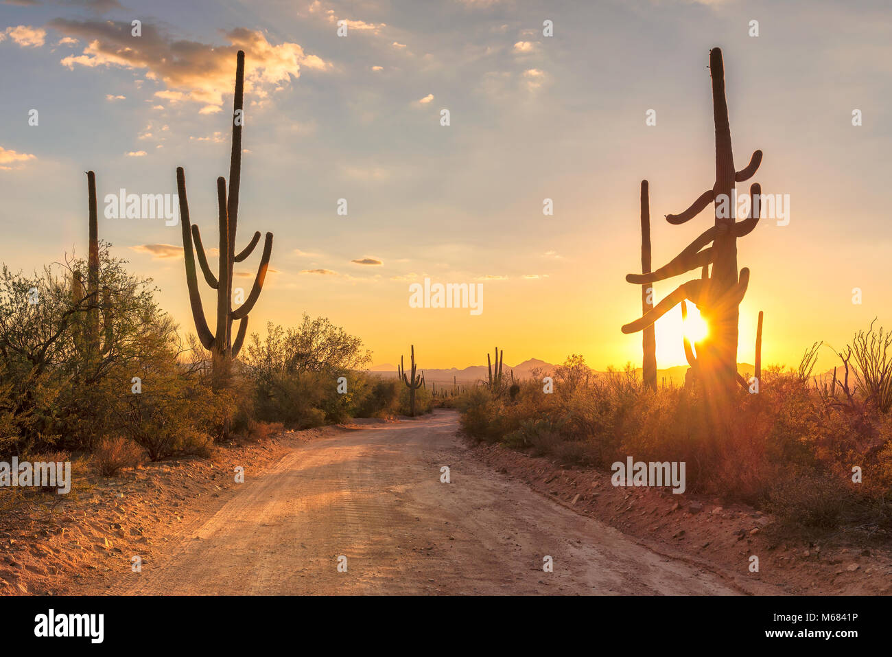 Travel to Arizona desert at sunset with Saguaro cacti in Sonoran Desert near Phoenix. Stock Photo
